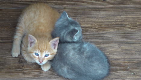 a pair of kittens rest on a rustic wood floor.
