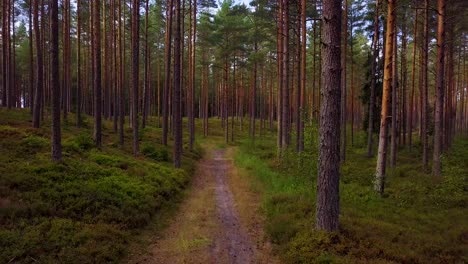 wild pine forest with green moss and heather under the trees, slow aerial shot moving low between trees, natural forest road, sunny autumn day, sunrays and shadows, wide angle shot moving backward