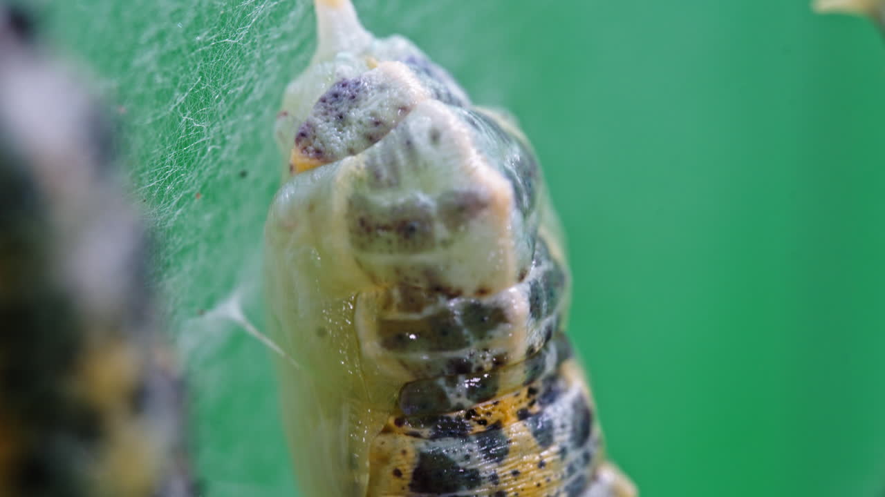 Close-up of pieris brassicae pupa transformation on green surface
