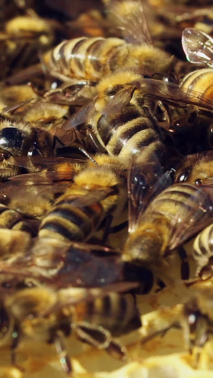 Macro shot of bees swarming on a honeycomb. Frames of a bee hive. Apiary concept. Slow motion. Vertical video