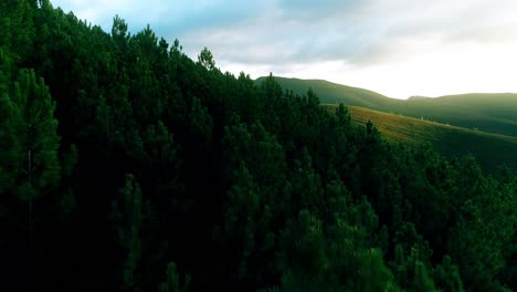 Disparo-De-Drone-De-Bosque-De-Copas-De-árboles-Verdes