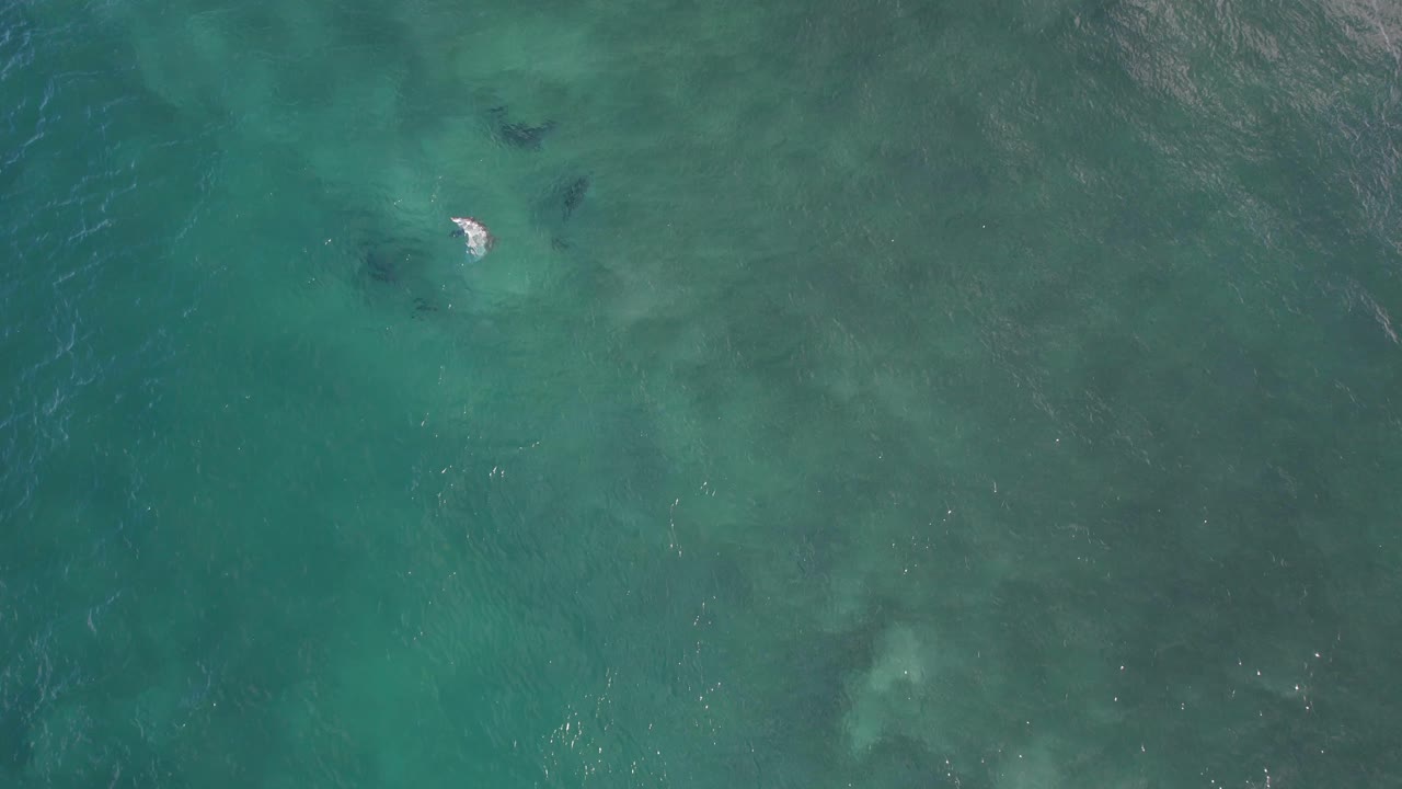 부러진 머리 에서 물고기 를 사냥 하는 바구니 코 돌고래 nsw - 바이론 지역 - 오스트레일리아