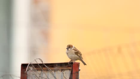 cerca de un pájaro gorrión euroasiático posado y aterrizando en acero