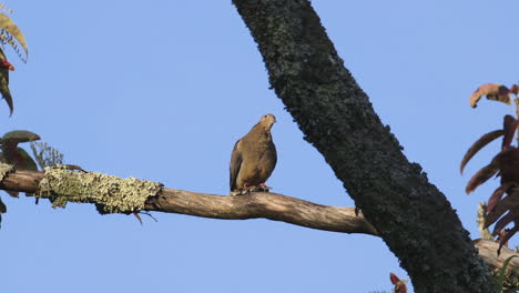 A-mourning-dove-preening-and-looking-around-on-a-large-branch