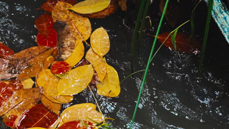 morning rain creates reflective puddles adorned with golden leaves