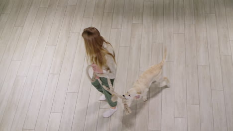 a child plays with a puppy - the dog catches a rope. view from above