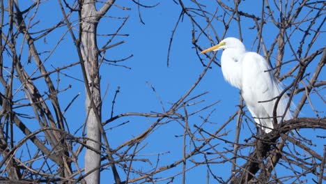 Una-Garceta-Grande-En-La-Reserva-De-Vida-Silvestre-De-Sepúlveda-En-El-Sur-De-California