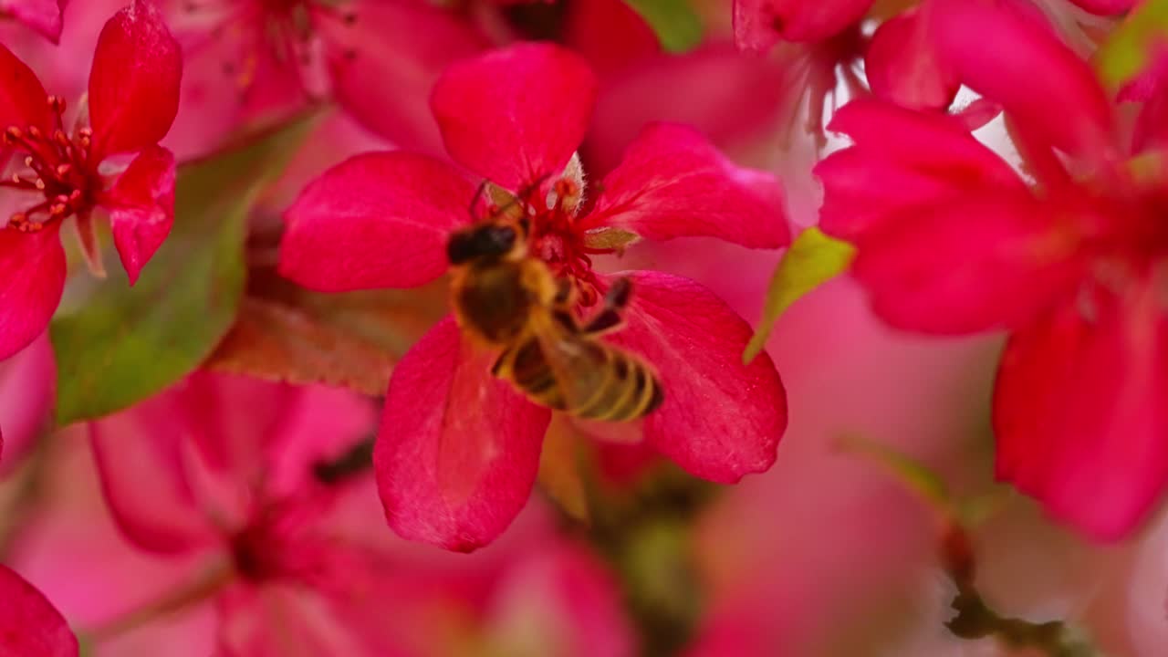 Bee collecting nectar from pink apple tree flowers in slow motion