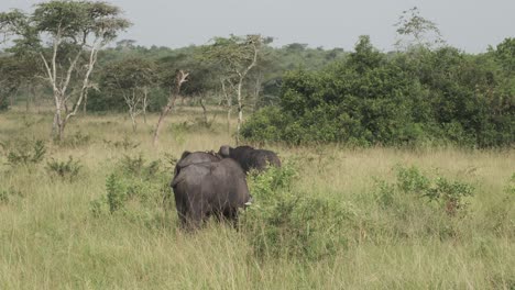 herd of african buffalo grazing on grass in uganda