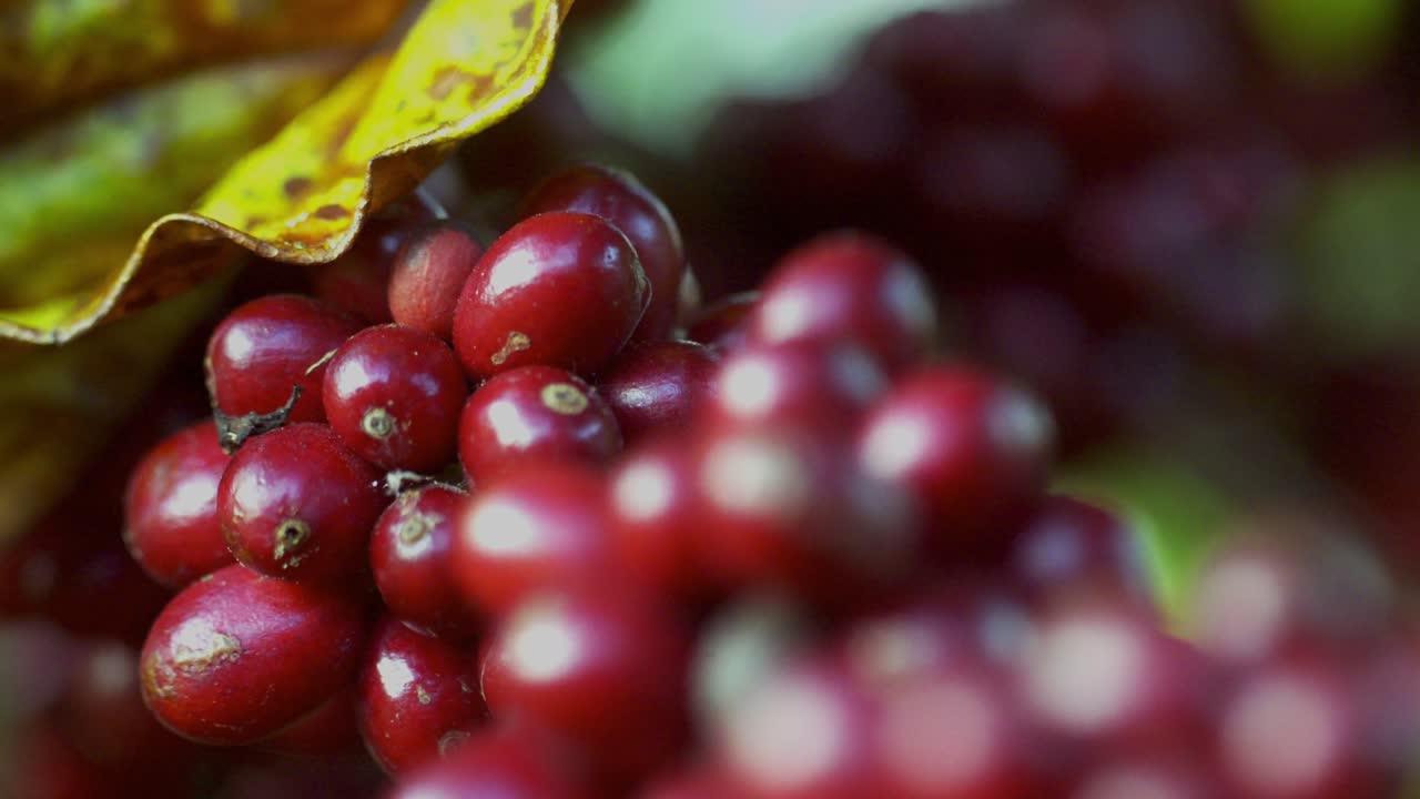 frutas de café frescas y dulces o cerezas de café, fotografía macro, de cerca
