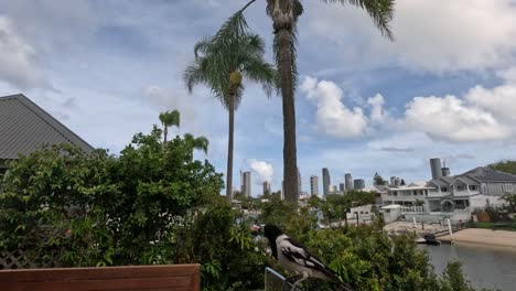 magpie perching and taking flight on balcony.