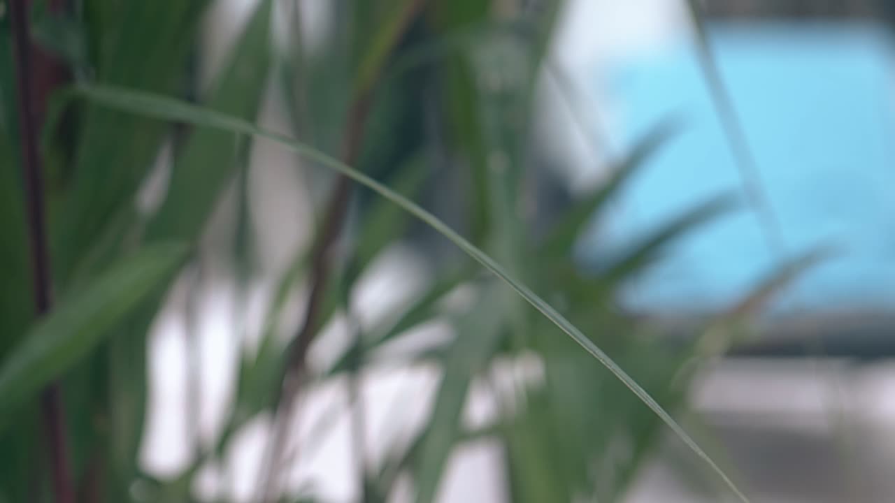 바람의 파도, 푸른  ⁇ 나무 잎, 수영장  ⁇ 의 느린 움직임