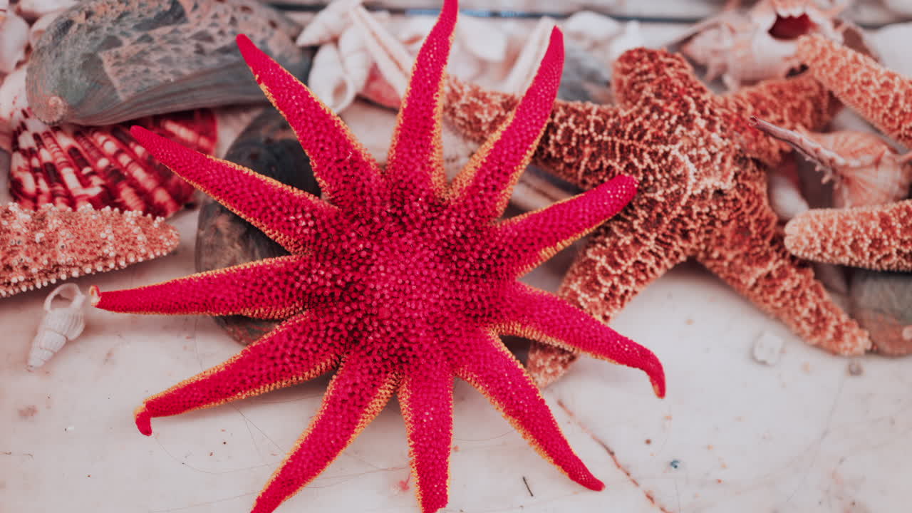Close up of a variety of decorative seashells and bright starfish on display