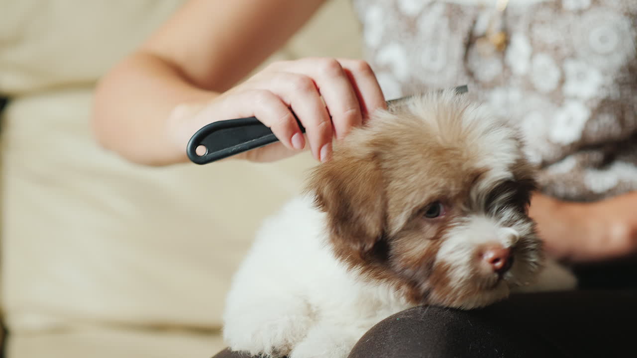 푹신한 강아지를 손질하는 여자