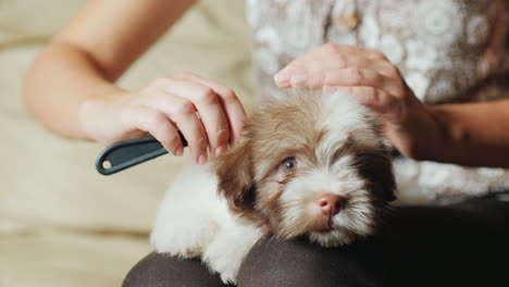 woman grooming fluffy puppy