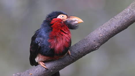 a lonely, adorable bearded barbet perched on a tree branch and calling - close up