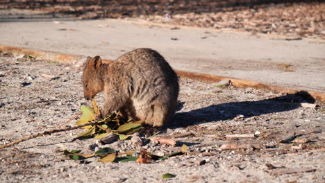 quokka comiendo en rottnest island