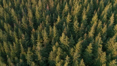 aerial shot flying over a coniferous forest at sunrise