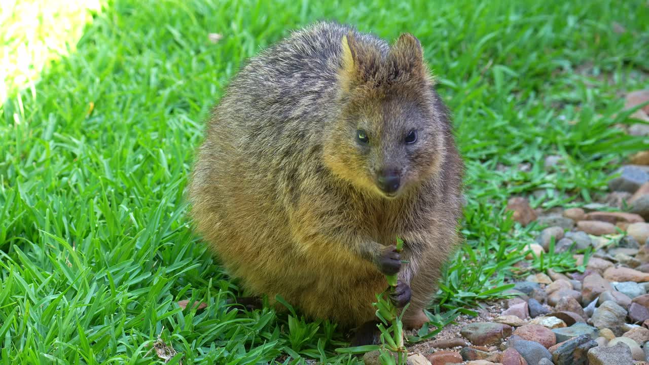 En söt quokka (Setonix brachyurus) söker föda på det gröna gräset, håller ett blad med tassarna och mumsar på det, närbild