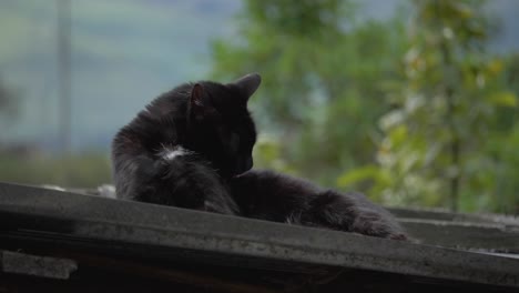 Captivating-scene-of-a-watchful-black-cat-lounging-on-a-rooftop,-alternating-between-resting-and-grooming-gracefully-and-elegantly