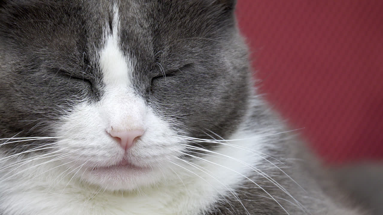 회색과  ⁇ 색의 고양이의 클로즈업