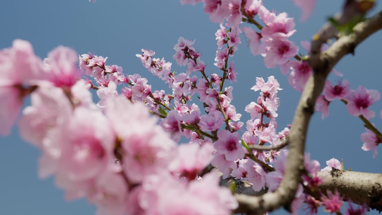 Primo piano di bellissimi fiori di pesco che sbocciano in una soleggiata giornata primaverile contro un cielo azzurro, ripresa panoramica dal basso