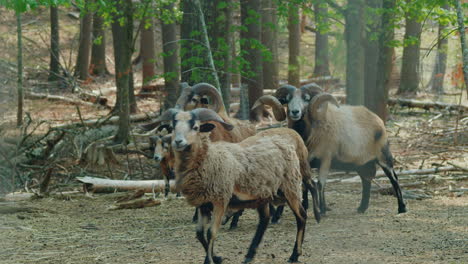 Wide-Shot-of-Cameroon-Sheep-and-Rams-Walking-through-Frame