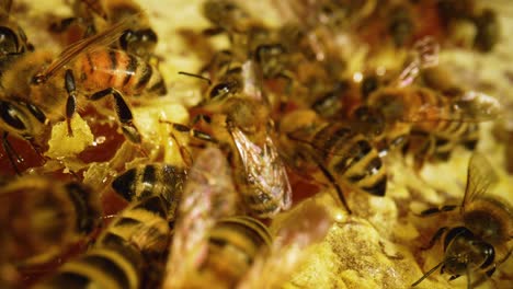 abejas melíferas en el panal