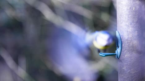 4k slow motion footage of a bird landing on a bird seeder and eating seeds