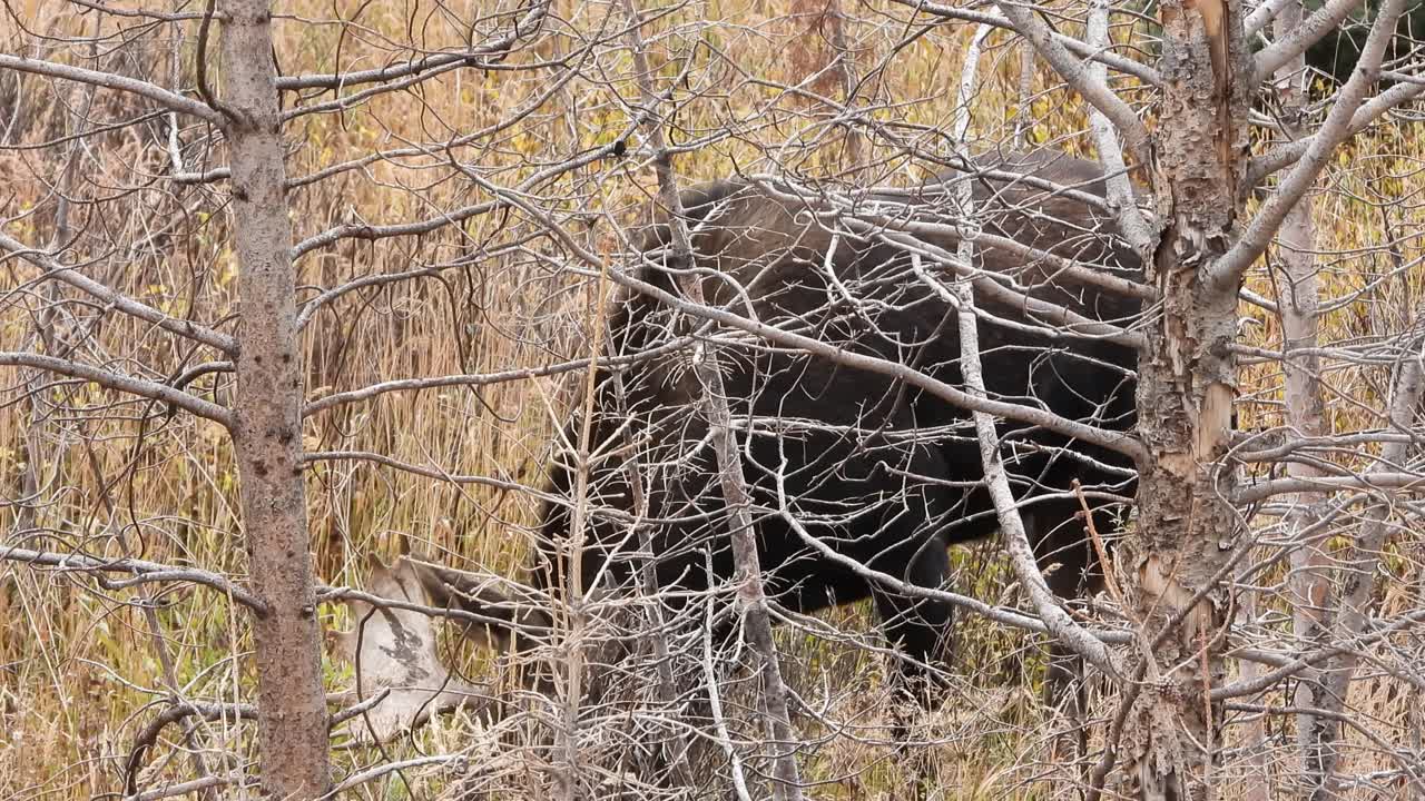 Bull moose grazes on grasses and flowers seen behind trees and branches