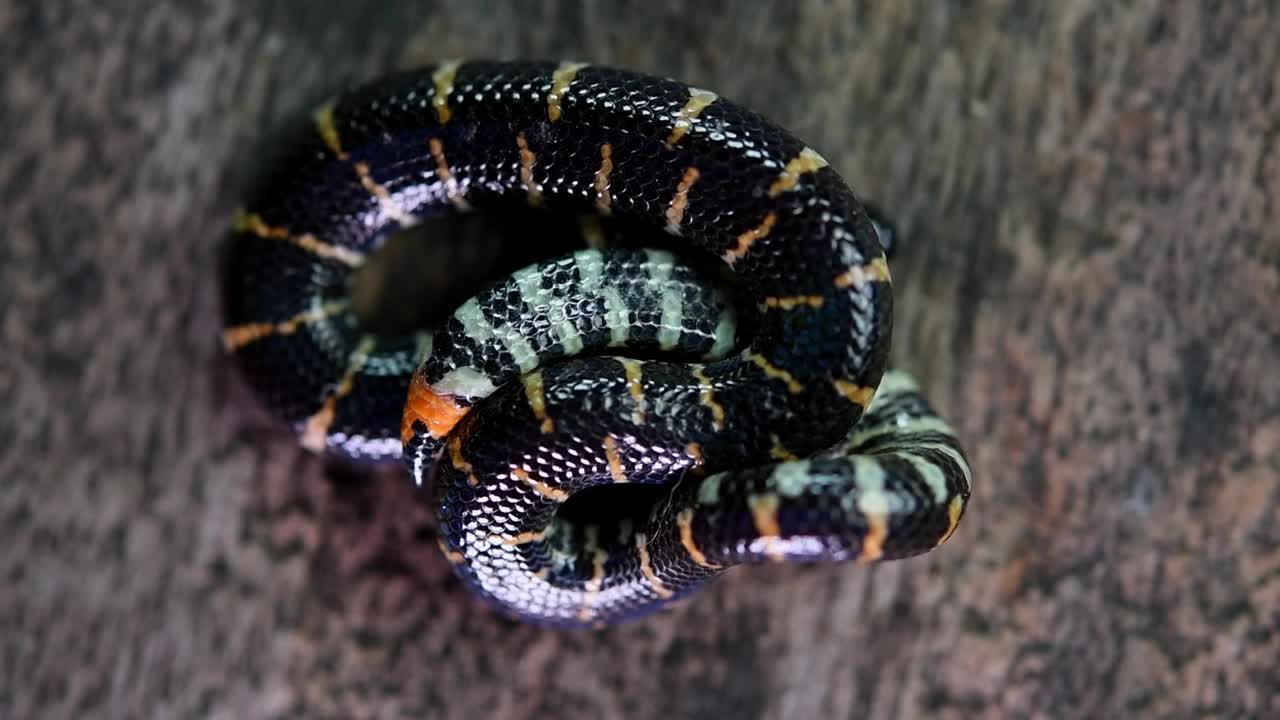 숨을 쉬면서 그 유명한 붉은 꼬리를 드러내며 죽은 척하며 몸을 꼭 웅크렸다.