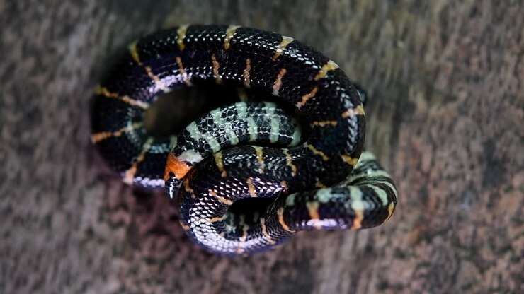 Curled up tightly pretending to be dead exposing its famous reddish tail while breathing