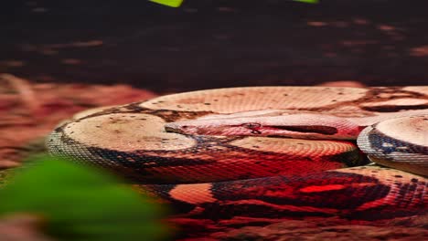 close-up of a boa constrictor