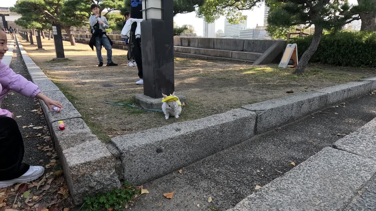 줄에 인 토끼가 주인과 함께 야외를 탐험합니다.