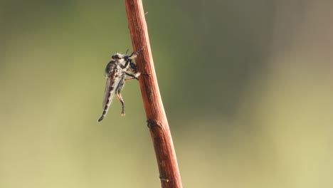 robber flies in wind relaxing