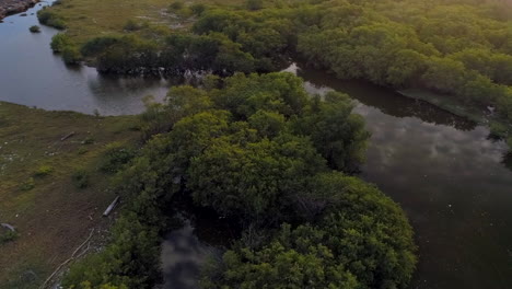 aerial view around mangrove trees on the coast of los cuadritos beach, in san cristobal - circling, drone shot