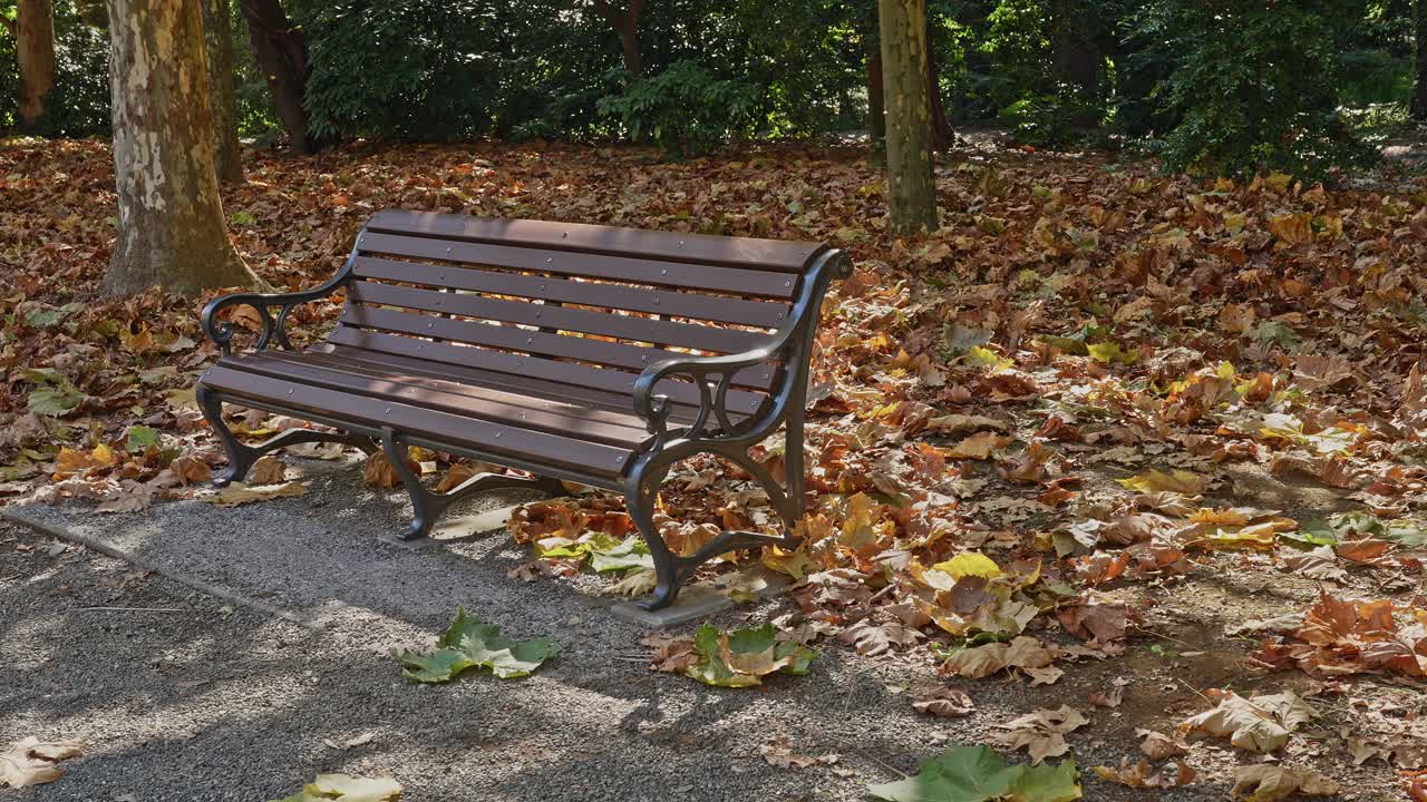 Klidná, prázdná parková lavička na slunné cestě obklopená hustým kobercem hnědého podzimního listí