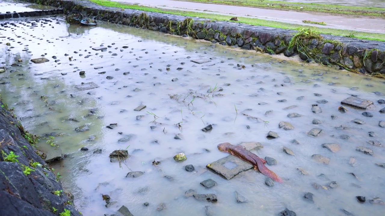Flood in Kyoto Japan, Typhoon Breaks Kamogawa Bank and Giant Salamander Exposed