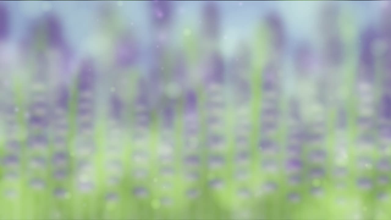 Blurred lavender field animation with gentle transitions and soothing colors, creating a serene and calming atmosphere