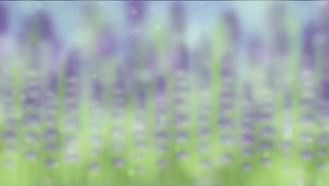 blurred lavender field animation with gentle transitions and soothing colors, creating a serene and calming atmosphere