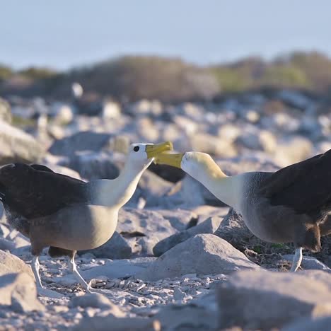 Schöne-Aufnahme-Von-Wellenalbatros,-Die-Bei-Einem-Paarungsritual-Auf-Den-Galapagos-Inseln-Umwerben