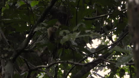 Monkey-climbing-and-playing-in-trees