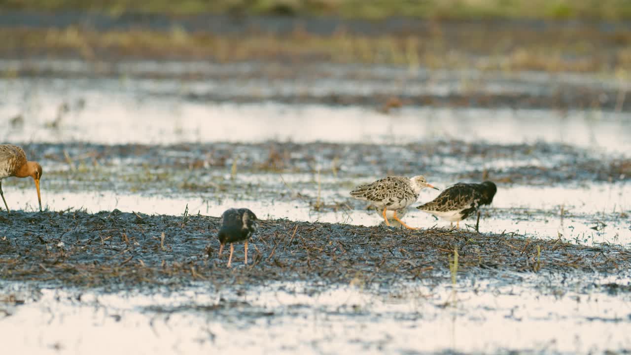 습지에서 봄철 이주하는 동안 검은꼬리도요는 풀밭에 먹이를 주고 쉬고 있다