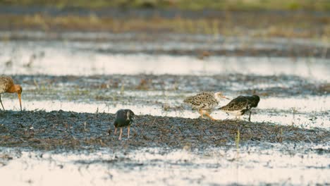 Black-tailed-godwit-during-spring-migration-in-wetlands-flooded-meadow-feeding-and-resting