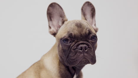 un lindo cachorro de bulldog francés de mascota