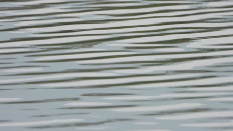 water wave  in pond ..