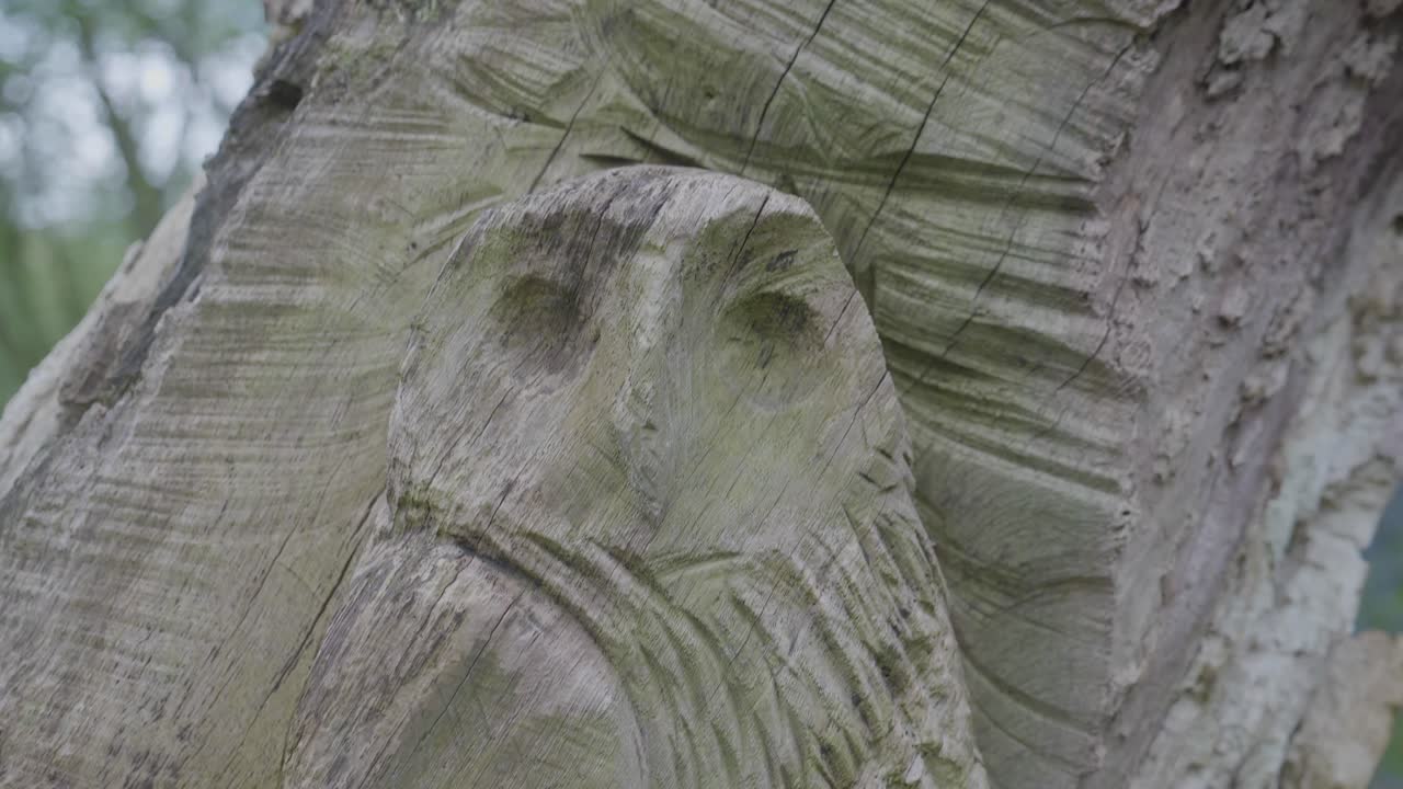 슬로우 모션, 나무 민들레와 봄철 숲의 블루벨