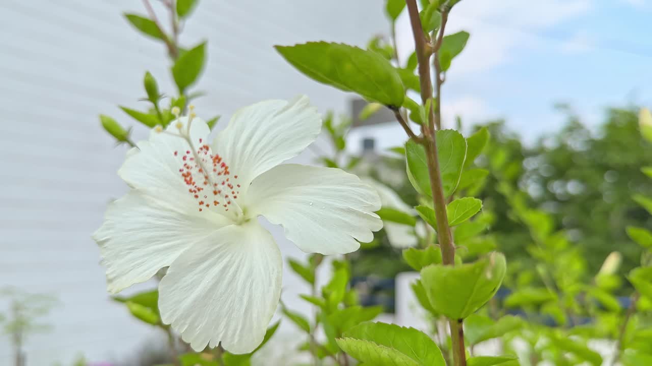 A Beautiful white hibiscus flower swaying with the wind in the home garden