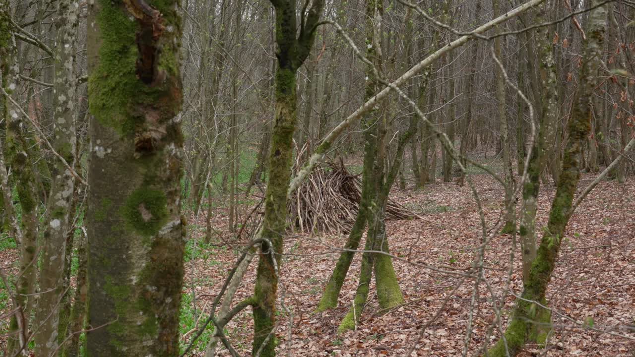 desierto un refugio construido con ramas secas rotas entre árboles cubiertos de musgo en el bosque