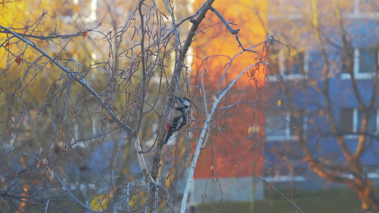 한 마리의 새가 나뭇가지에 앉아 부리로 나무를 두드리고 있다